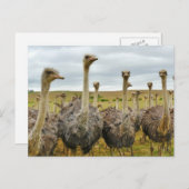 Feld der Strauße Postkarte (Vorne/Hinten)