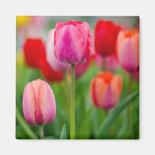 Feld der Tulpen Magnet