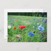 Feld der Wildblumen Postkarte (Vorne/Hinten)