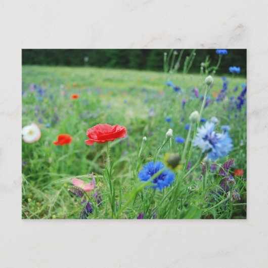 Feld der Wildblumen Postkarte (Vorderseite)