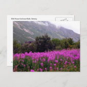 Feld der wilden Blumen nähern sich Bodo, Norwegen Postkarte (Vorne/Hinten)