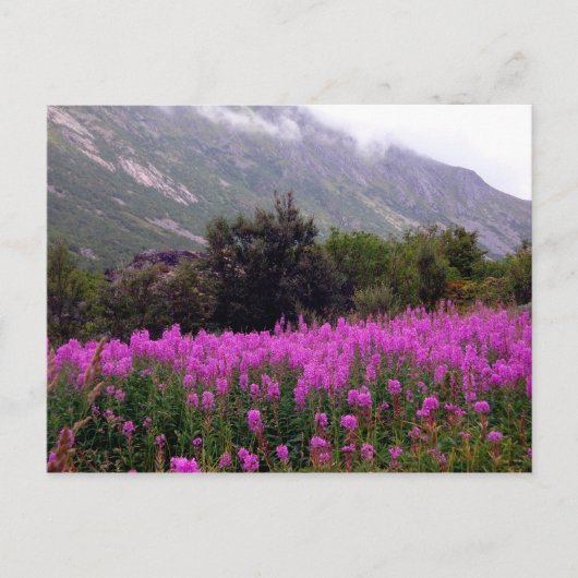 Feld der wilden Blumen nähern sich Bodo, Norwegen Postkarte (Vorderseite)
