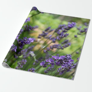 Feld des Lavendels Geschenkpapier