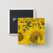 Feld des Sonnenblume-quadratischen Buttons (Vorne & Hinten)