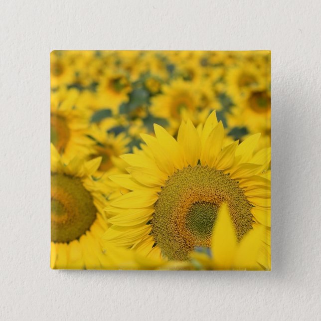 Feld des Sonnenblume-quadratischen Buttons (Vorderseite)
