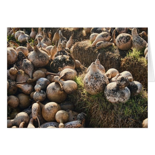 Feld des Trocknens von Birdhouse-Gourds (Vorderseite (Horizontal))