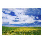 Feld für Kanola oder Senfffische, Palouse Fotodruck (Vorne)