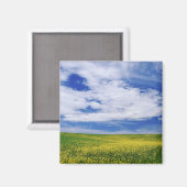 Feld für Kanola oder Senfffische, Palouse Magnet (Vorderseite/Rückseite)