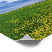 Feld für Kanola oder Senfffische, Palouse Poster (Ecke)