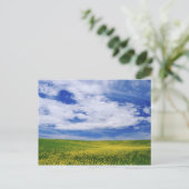 Feld für Kanola oder Senfffische, Palouse Postkarte (Stehend Vorderseite)