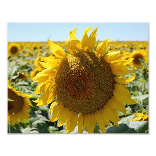 Feld für Sonnenblumen Fotodruck (Vorne)
