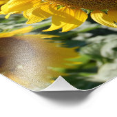 Feld für Sonnenblumen Fotodruck (Ecke)