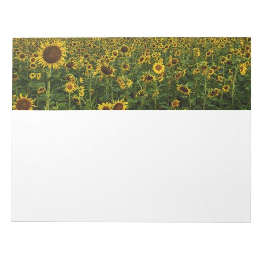 Feld für Sonnenblumen Notizblock (Vorderseite)