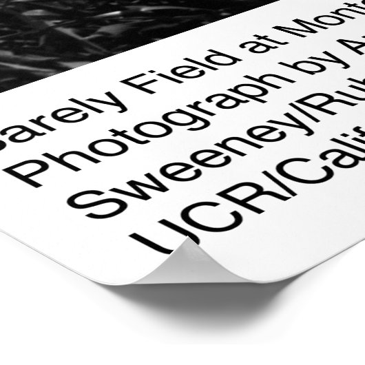 Feld Gerste in Montezuma Poster (Ecke)