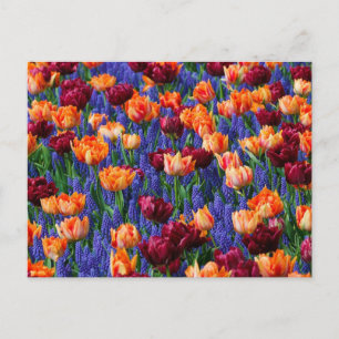 Feld mit blauen, orangen und roten Blumen Postkarte