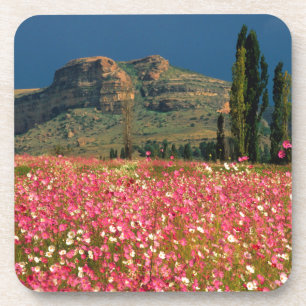 Feld mit Cosmos-Blumen, Bezirk Fouriesburg Getränkeuntersetzer