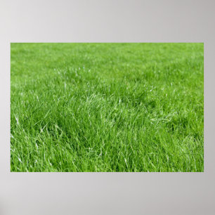 Feld mit frischem grünem Gras Poster