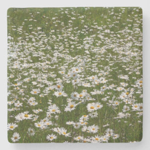 Feld mit Gänseblümchen Alaskas Wildblumen Steinuntersetzer