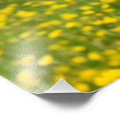 Feld mit hellgelben Butterbechern Fotodruck (Ecke)