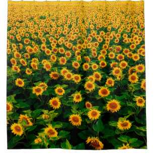 Feld mit hellgelben Sonnenblumen an sonnigen Tagen Duschvorhang