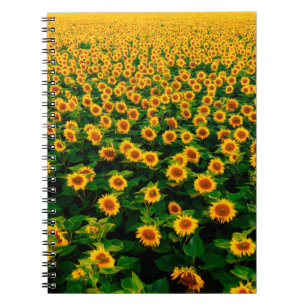 Feld mit hellgelben Sonnenblumen an sonnigen Tagen Notizblock