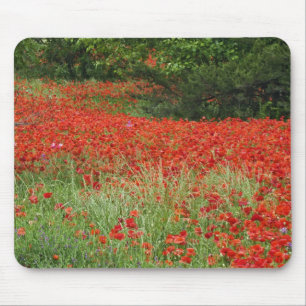Feld mit Hybridmohnblumen bepflanzt entlang Mousepad
