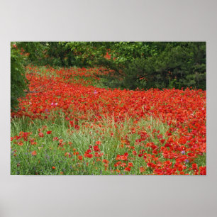Feld mit Hybridmohnblumen bepflanzt entlang Poster