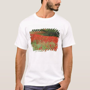Feld mit Hybridmohnblumen bepflanzt entlang T-Shirt