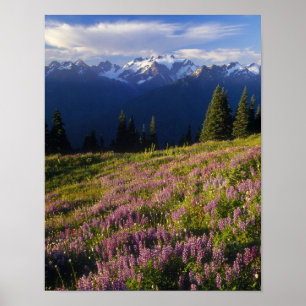 Feld mit Lupinen, Berg Olympus und Wolken bei Poster