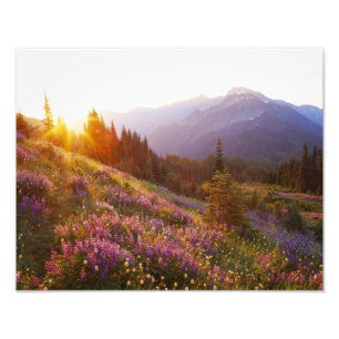 Feld mit Lupinen und Olympic Mountains bei Fotodruck