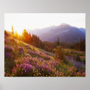 Feld mit Lupinen und Olympic Mountains bei Poster