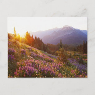 Feld mit Lupinen und Olympic Mountains bei Postkarte