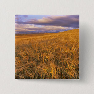 Feld mit reifender Gerste entlang der Rocky Mounta Button