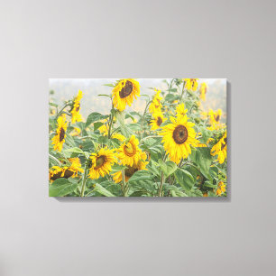 Feld mit riesigen leuchtend gelben Sonnenblumen Leinwanddruck