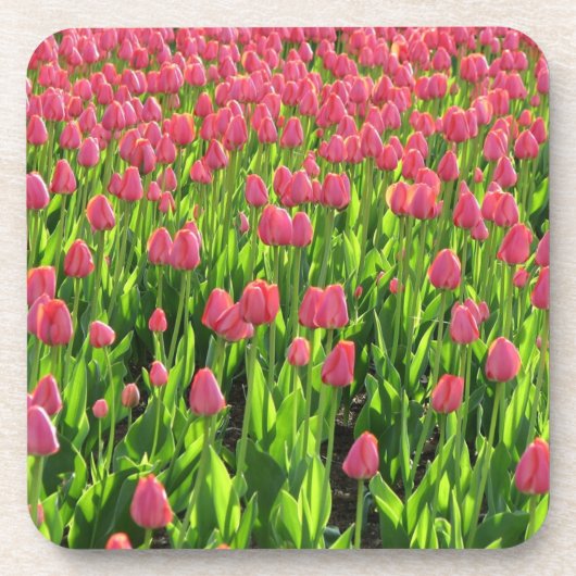 Feld mit rosa Tulpen Getränkeuntersetzer (Vorderseite)