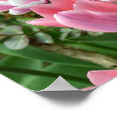 Feld mit rosa Tulpen Poster (Ecke)