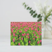 Feld mit rosa Tulpen Postkarte (Stehend Vorderseite)