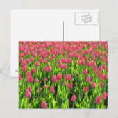Feld mit rosa Tulpen Postkarte (Vorne/Hinten)