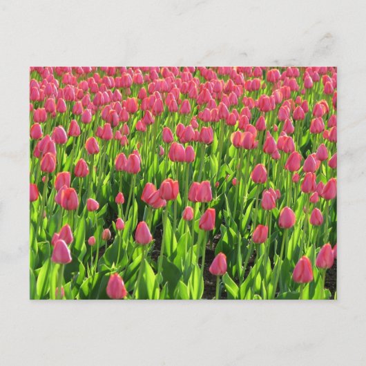 Feld mit rosa Tulpen Postkarte (Vorderseite)