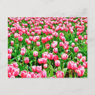 Feld mit rosa Tulpen Postkarte