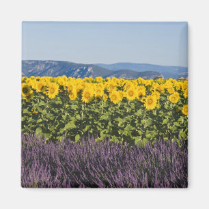 Feld mit Sonnenblumen und Lavendelblüten, Magnet