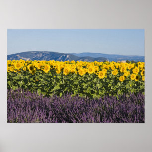 Feld mit Sonnenblumen und Lavendelbüten, Poster