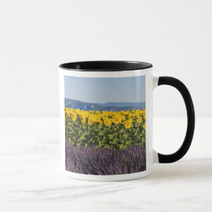 Feld mit Sonnenblumen und Lavendelbüten, Tasse