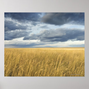 Feld mit Sturmwolken Poster