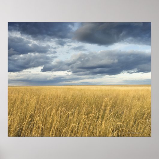 Feld mit Sturmwolken Poster (Vorne)