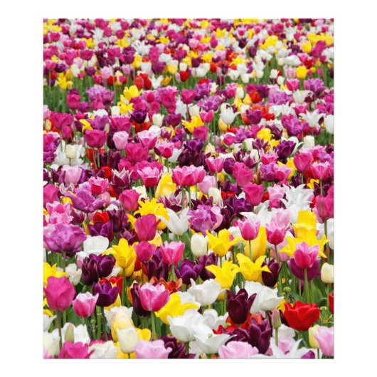 Feld mit Tulpen Fotodruck (Vorne)