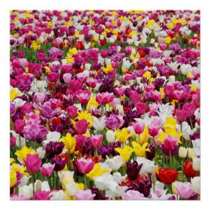 Feld mit Tulpen Poster