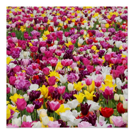 Feld mit Tulpen Poster (Vorderseite)