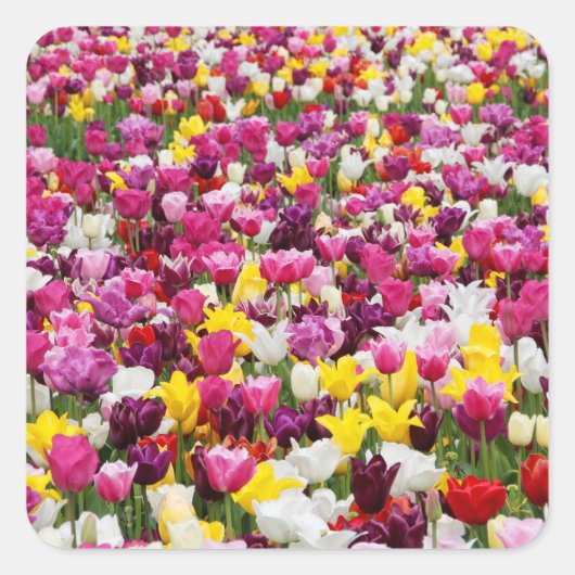 Feld mit Tulpen Quadratischer Aufkleber (Vorderseite)