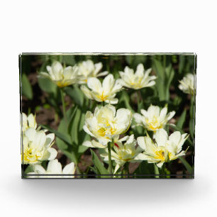 Feld mit weißen Tulpen Foto